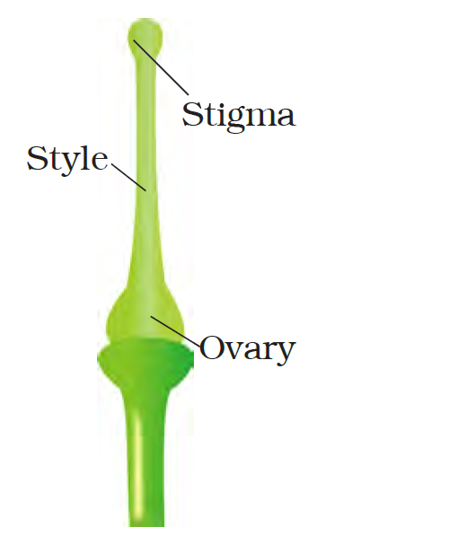 Stigma, style and ovary