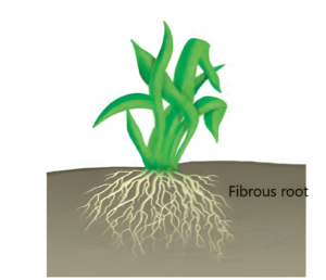 Fibrous root system