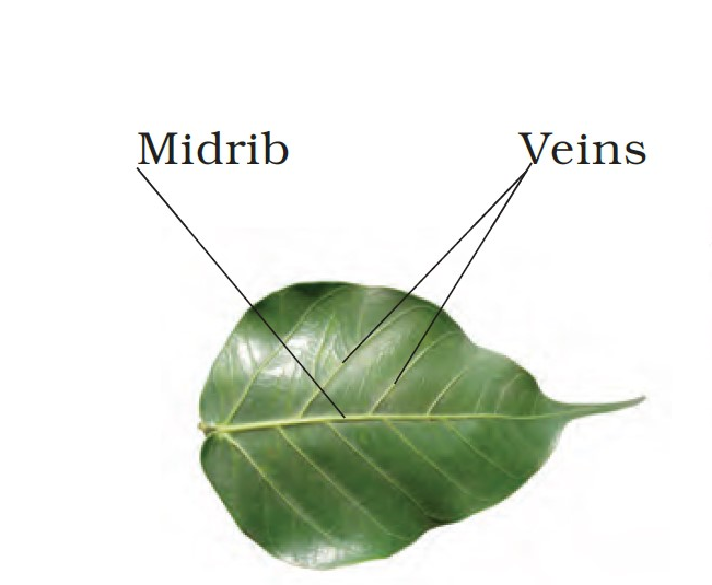 parts of a leaf