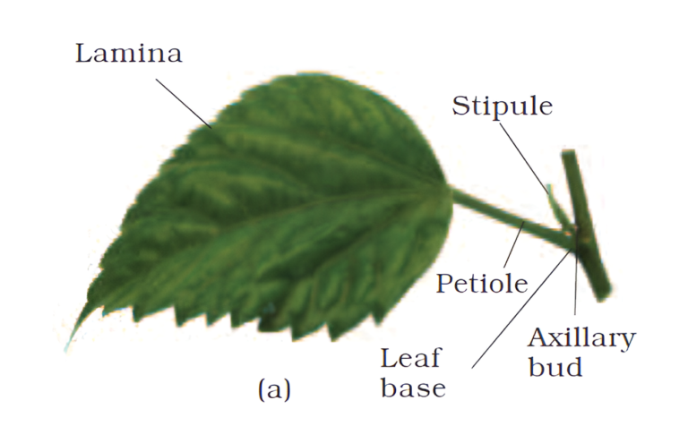 Leaf base, Petiole and Lamina