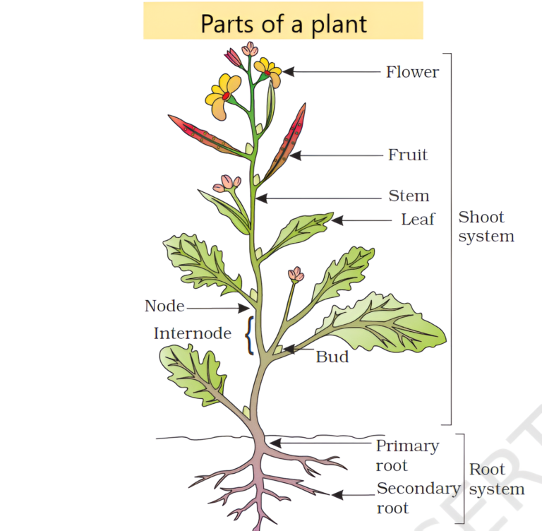 Shoot and root system