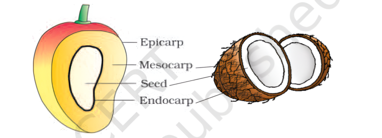 Parts of fruit