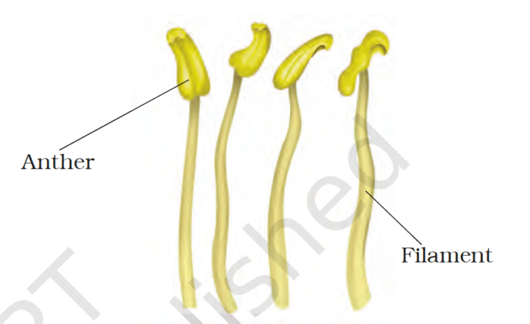 Anther and Filament