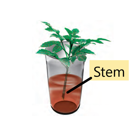 stems