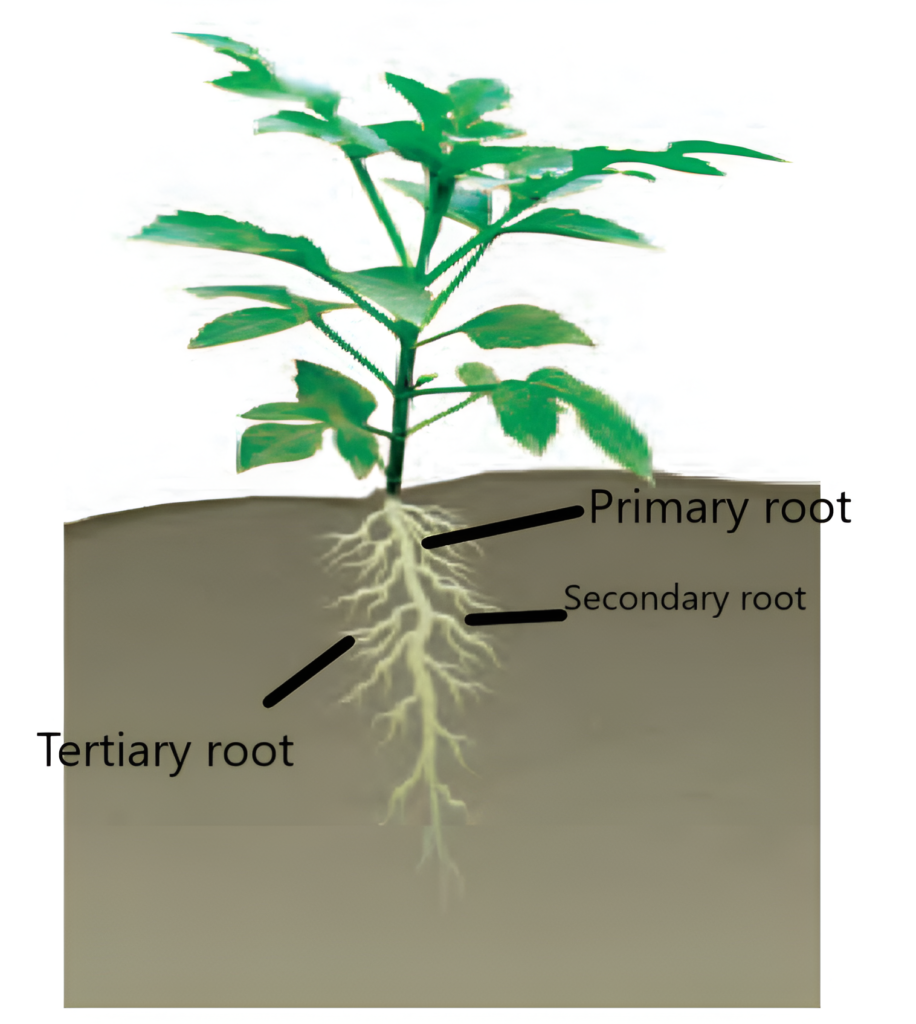 Tertiary Roots ncert-solutions-class-6-Science-Getting to Know Plants