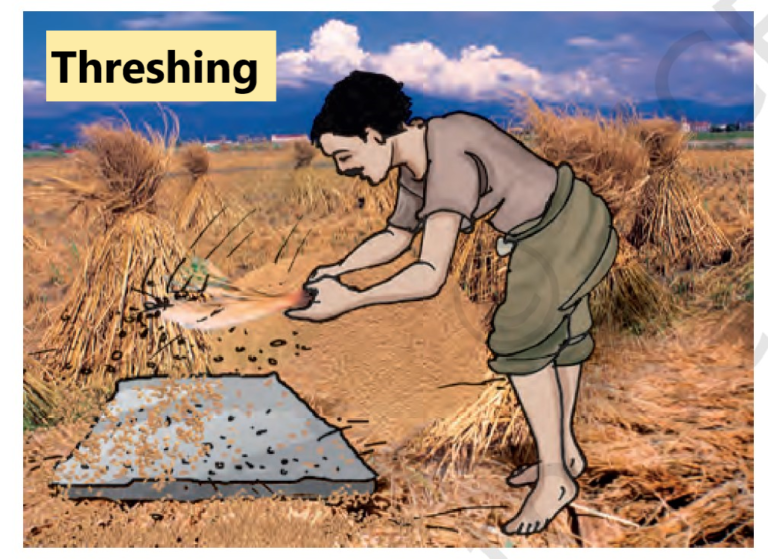 Separating grains from stalks through threshing