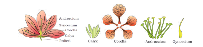 parts of a flower