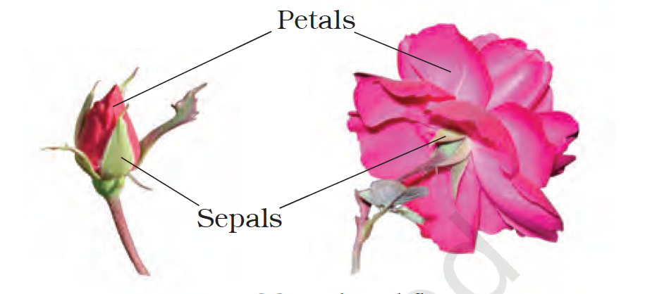 Petals and sepals