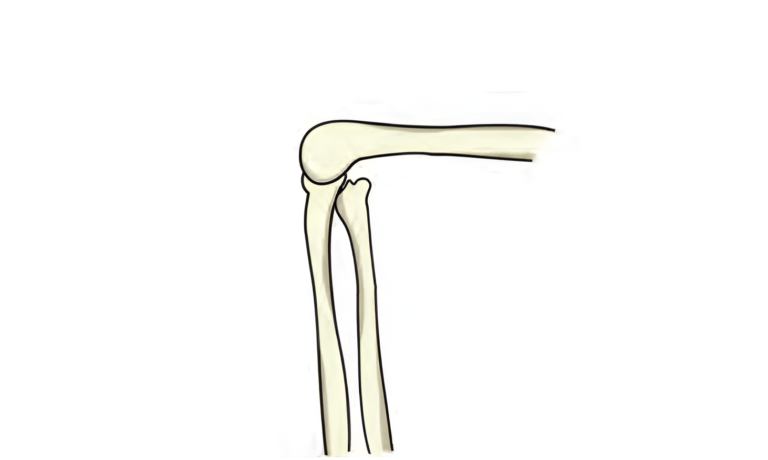 Hinge Joint (Elbow joint)