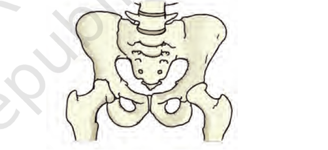 Human Pelvic Bones