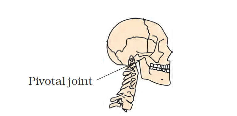 Neck joint