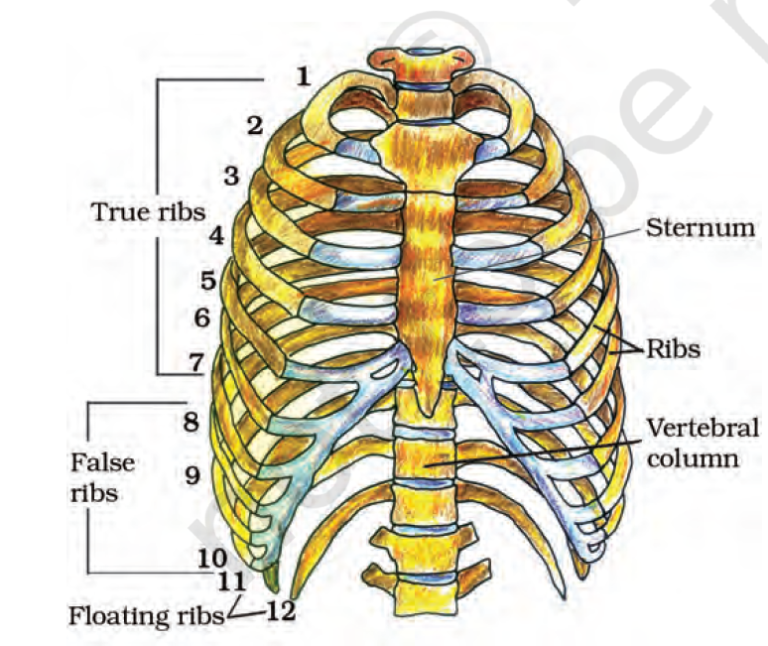 human rib cage