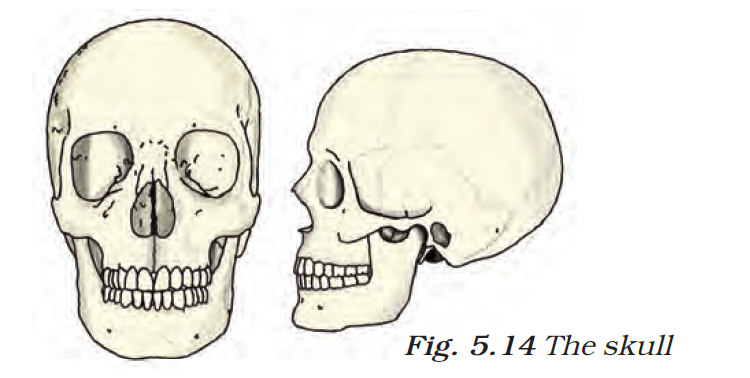 Human Skull