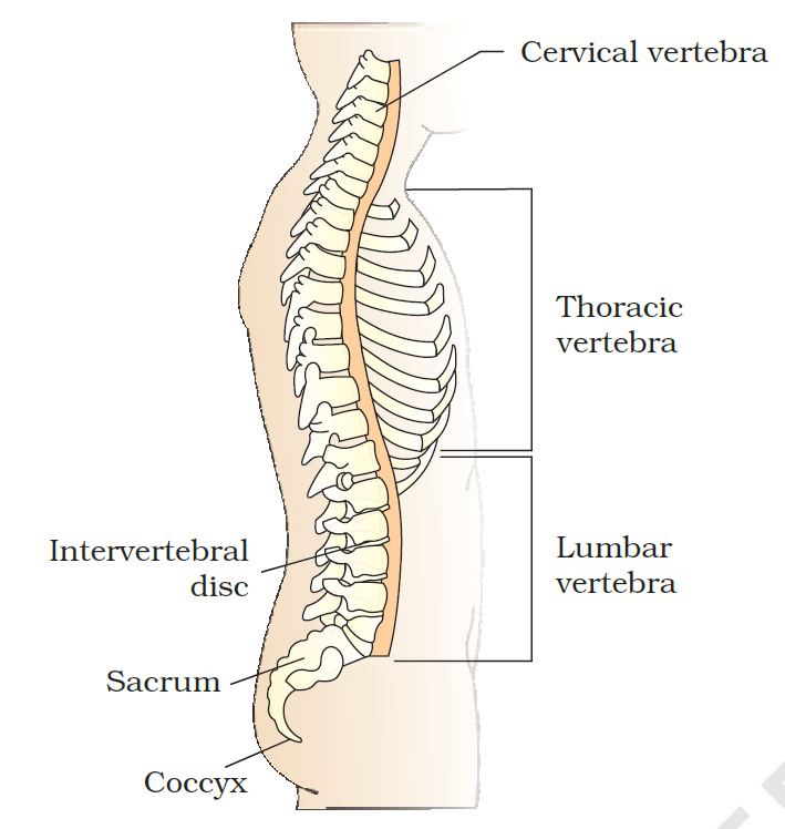 Human Vertebral Column