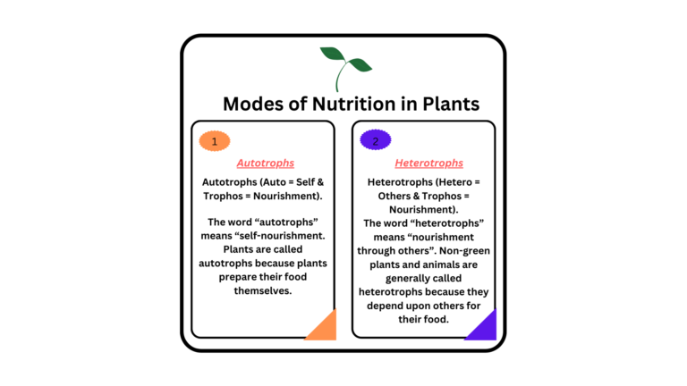 Modes of Nutrition in Plants