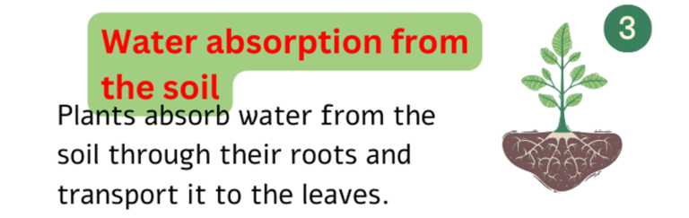 Water absorption from the soil