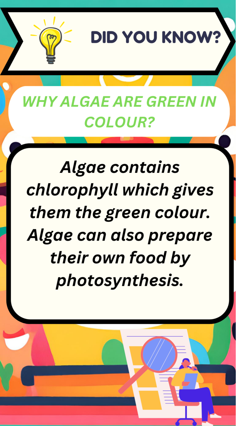 Reason- Algae are green in colour