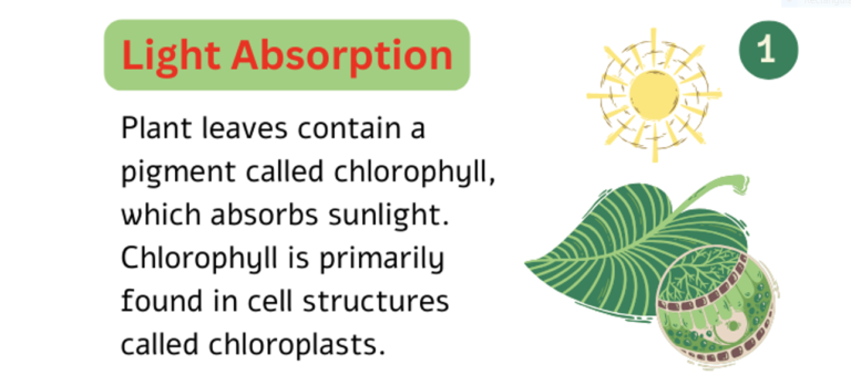 Light absorption by plants