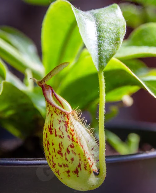 Insectivorous Plants - Pitcher Plant