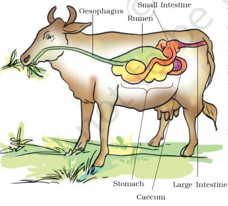 Nutrition in Animals