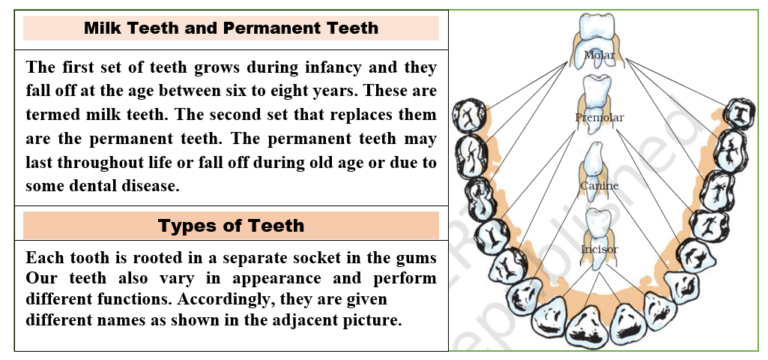 Human teeth and its type