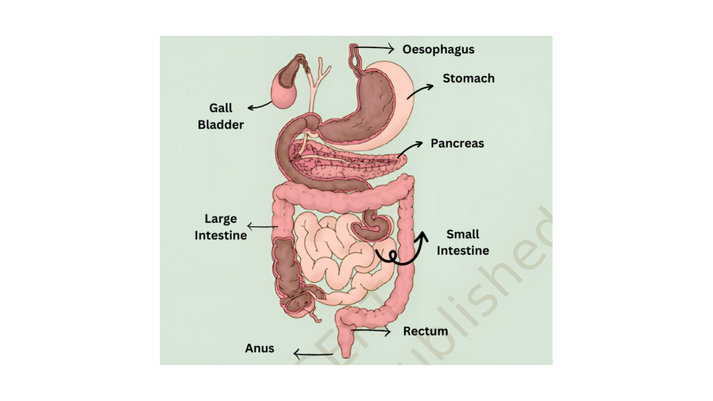 Picture of digestive system of humans