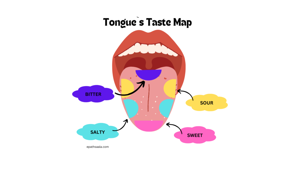 Human Tongue