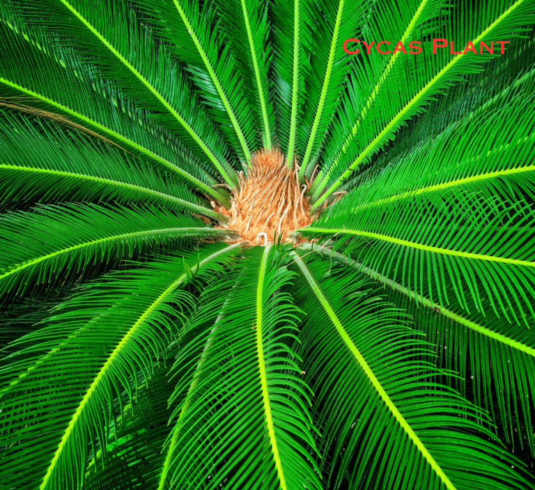 Cycas leaves