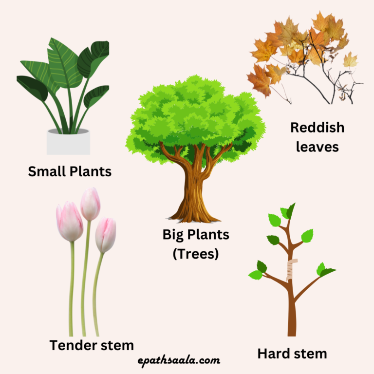 Getting to Know Plants