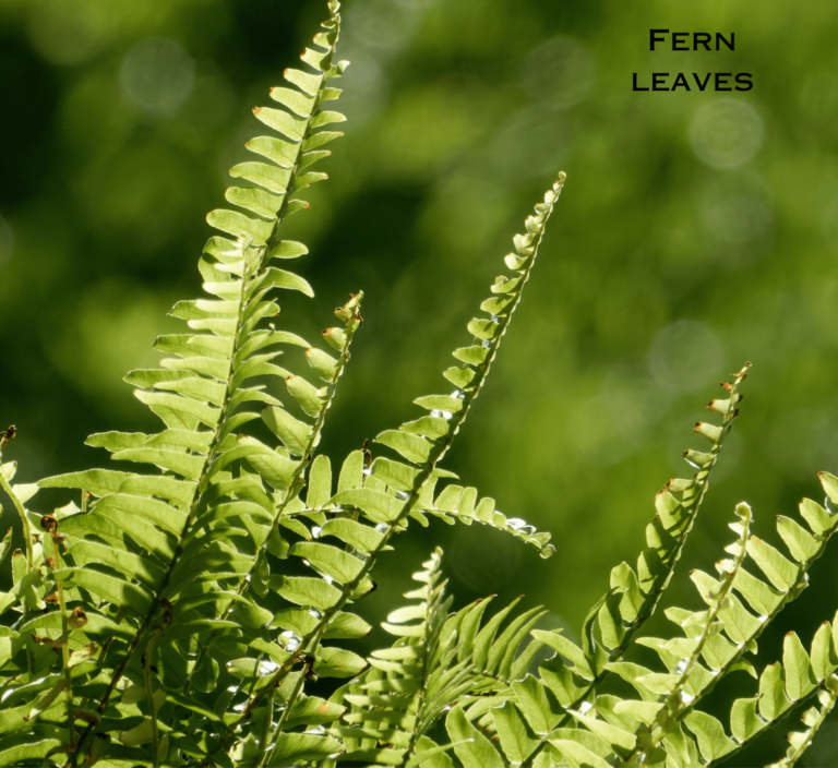 Fern Leaves