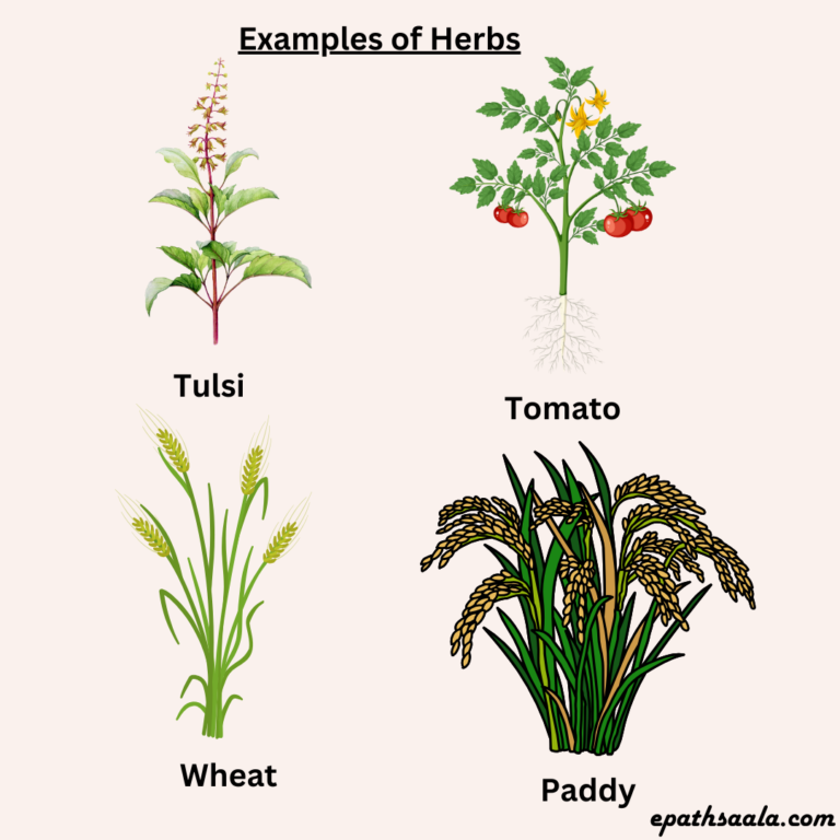 Examples of herbs