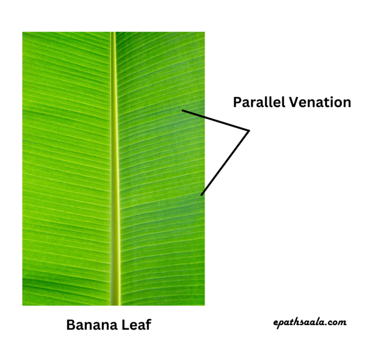 a pic of parallel venation