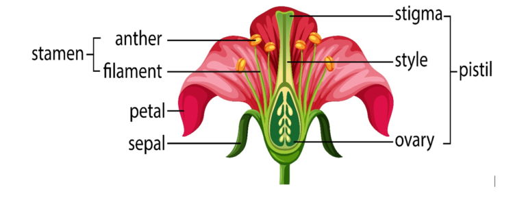 Parts of a flower