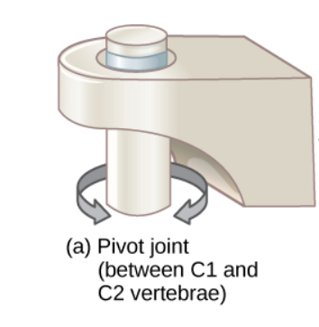 Body movement : Pivot Joint