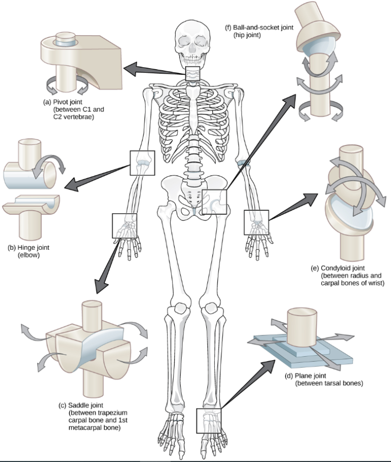 Body movements