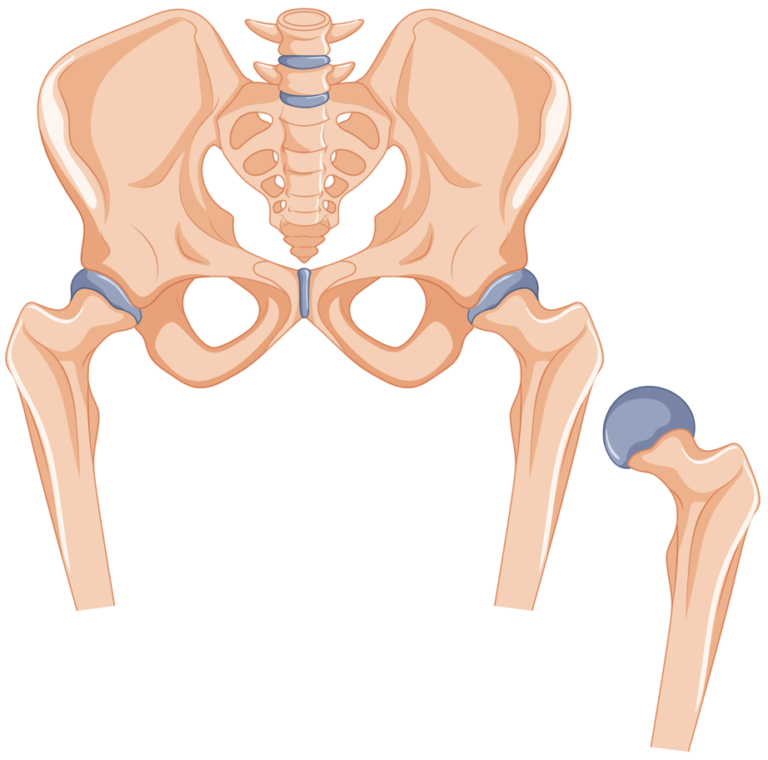 Ball and Socket Joint at Pelvis