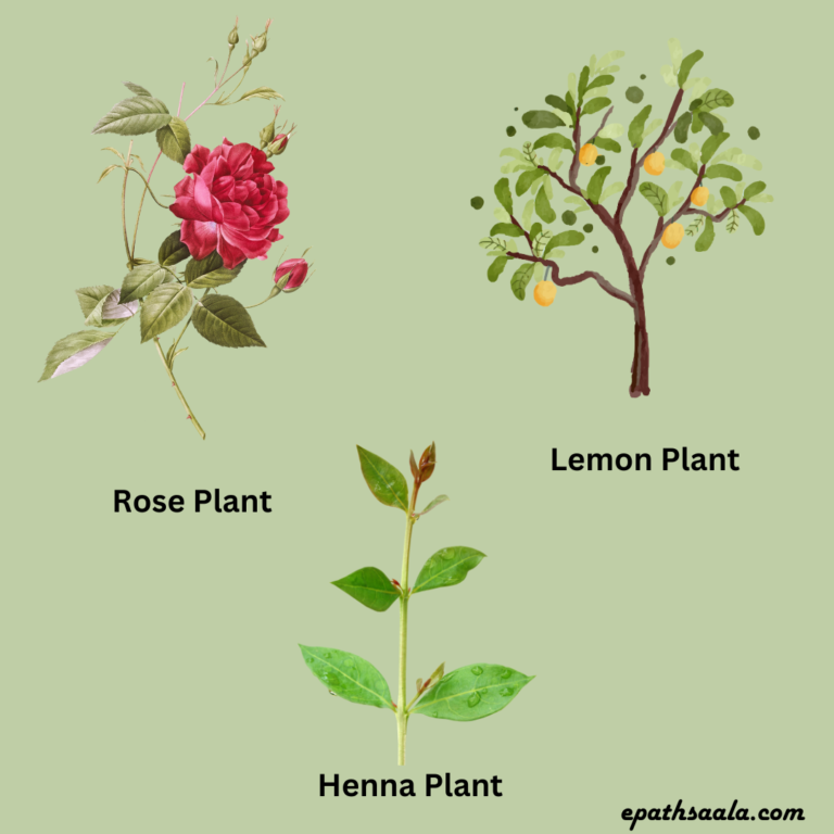 Examples of Shrubs