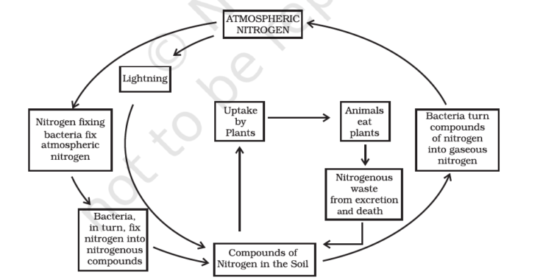 Nitrogen Cycle